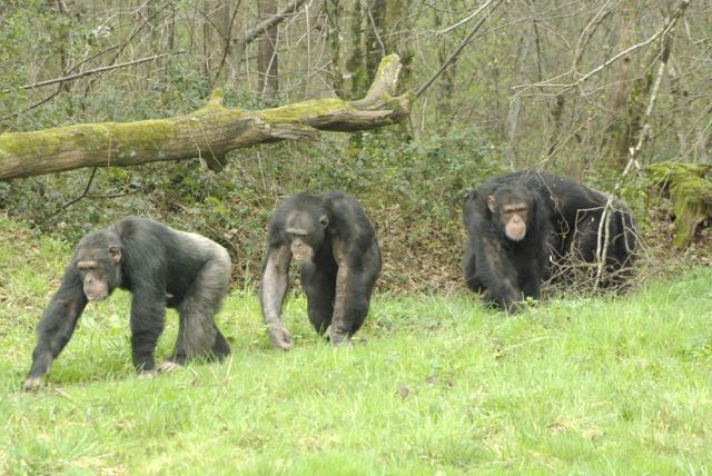 vallee-singes chimpanzés
